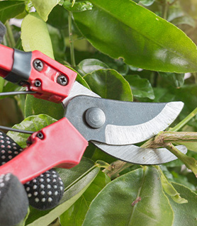beplantingen voorzien